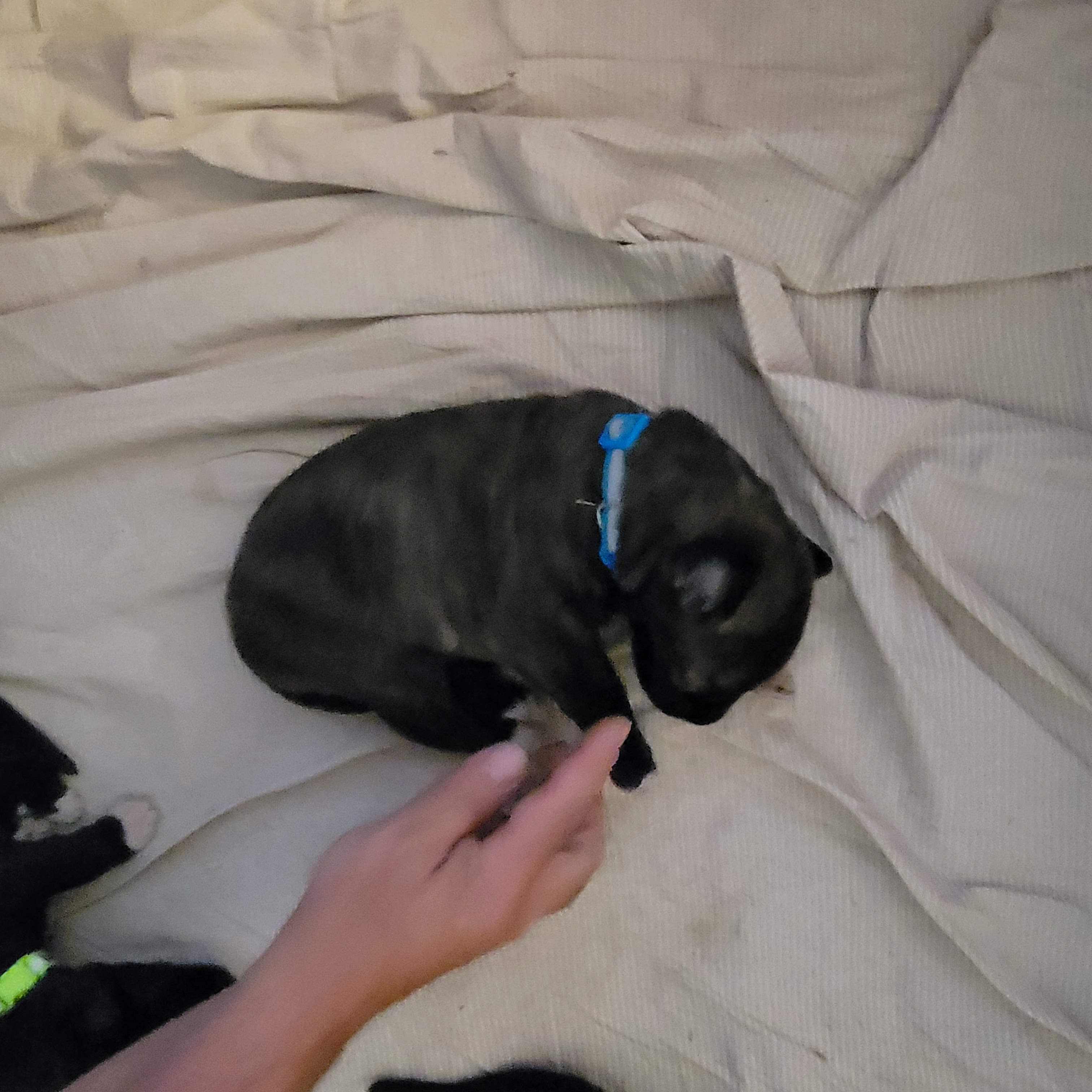 Bran, male Irish Wolfhound puppy with blue collar, at Peden's Royal Irish Wolfhounds