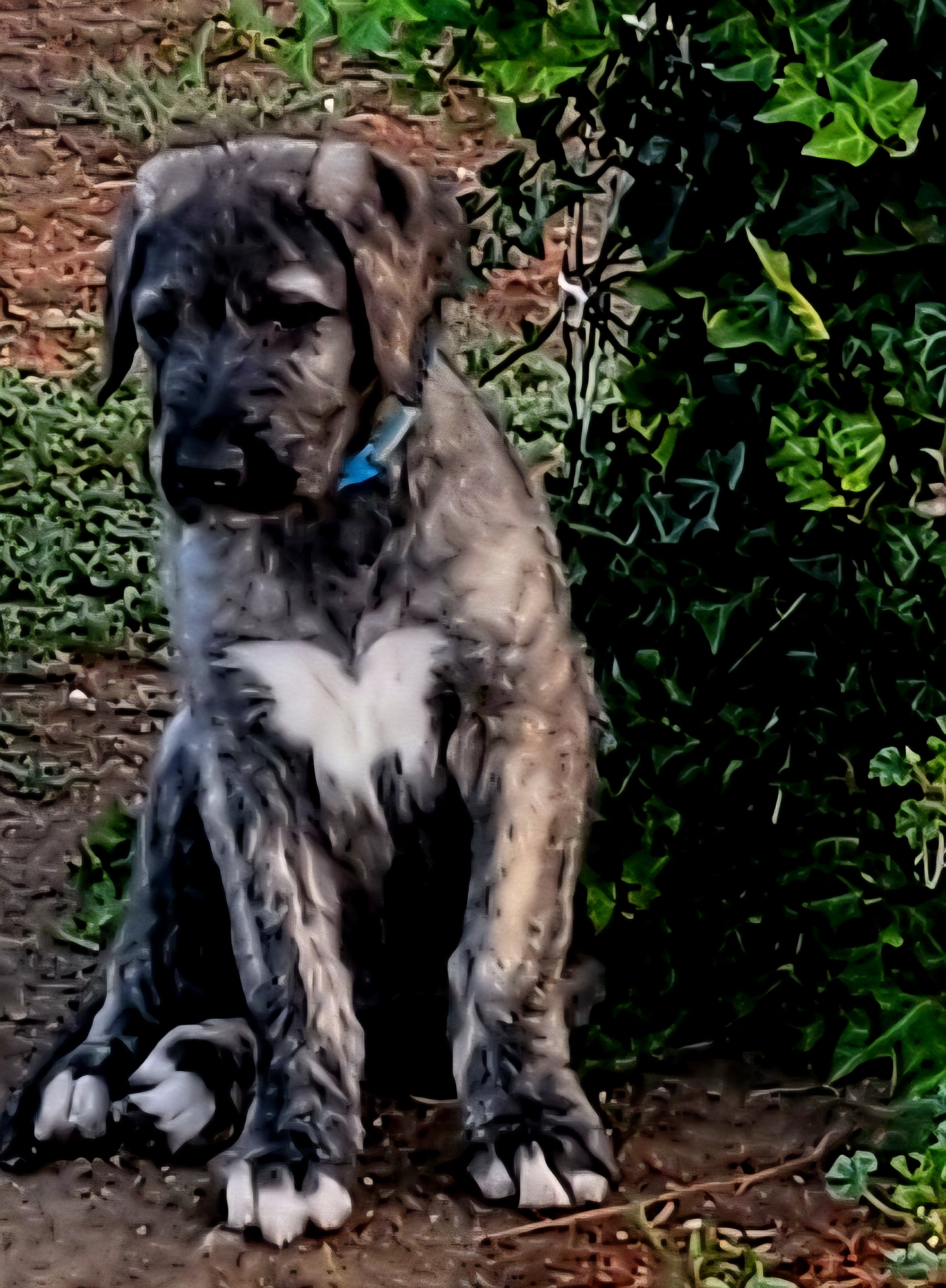Bran, male Irish Wolfhound puppy with blue collar, at Peden's Royal Irish Wolfhounds
