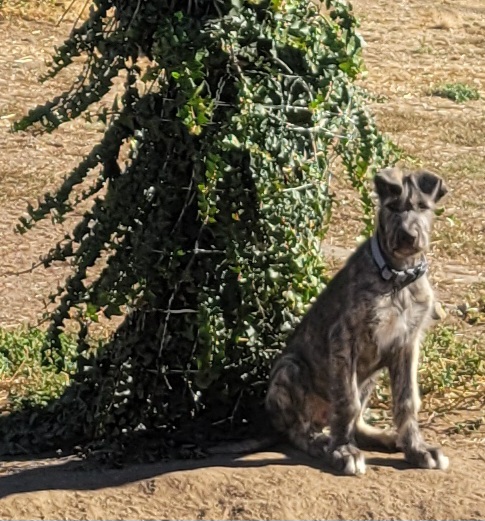 Bran, male Irish Wolfhound puppy with blue collar, at Peden's Royal Irish Wolfhounds