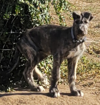 Bran, male Irish Wolfhound puppy with blue collar, at Peden's Royal Irish Wolfhounds