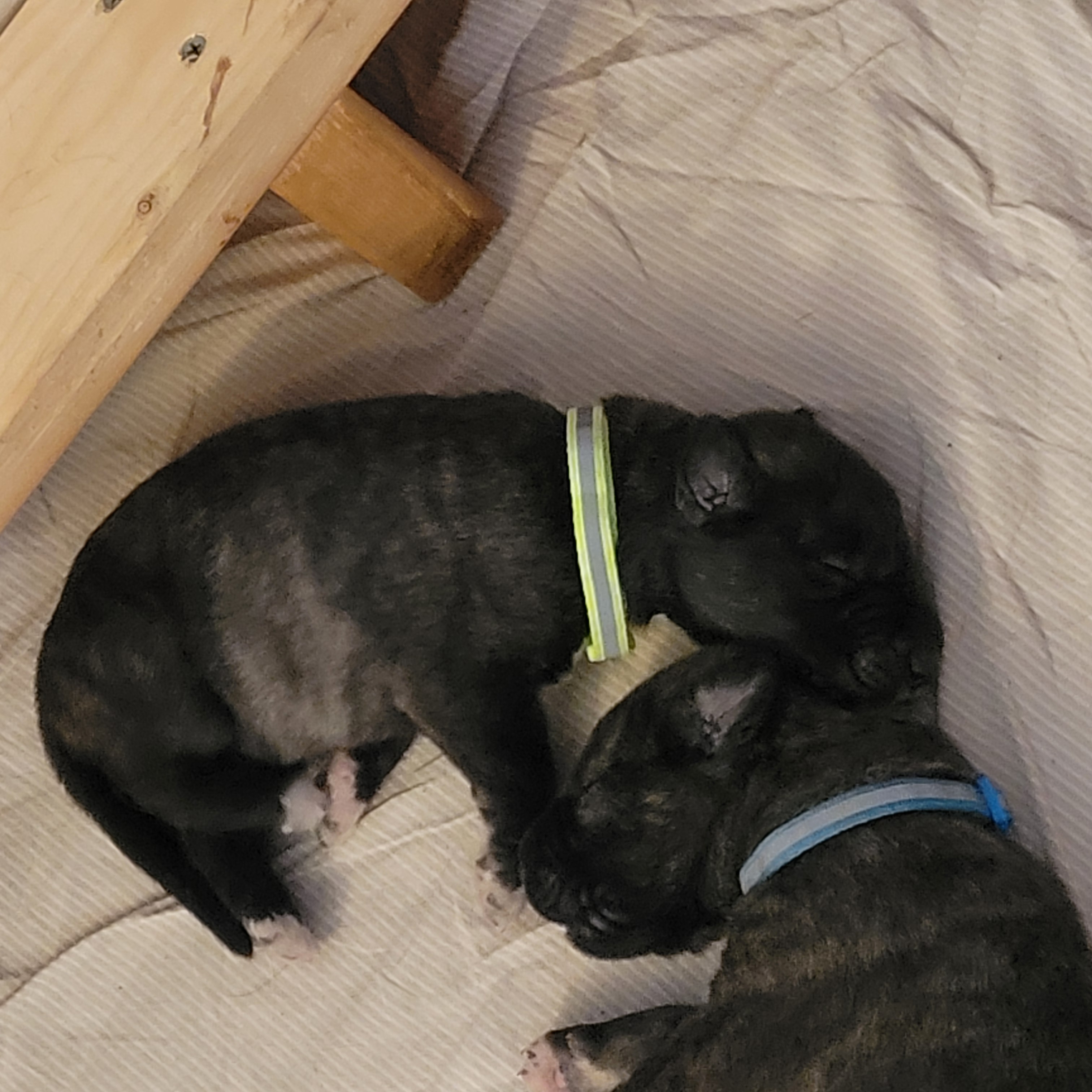 Adein, male Irish Wolfhound puppy with green collar, at Peden's Royal Irish Wolfhounds