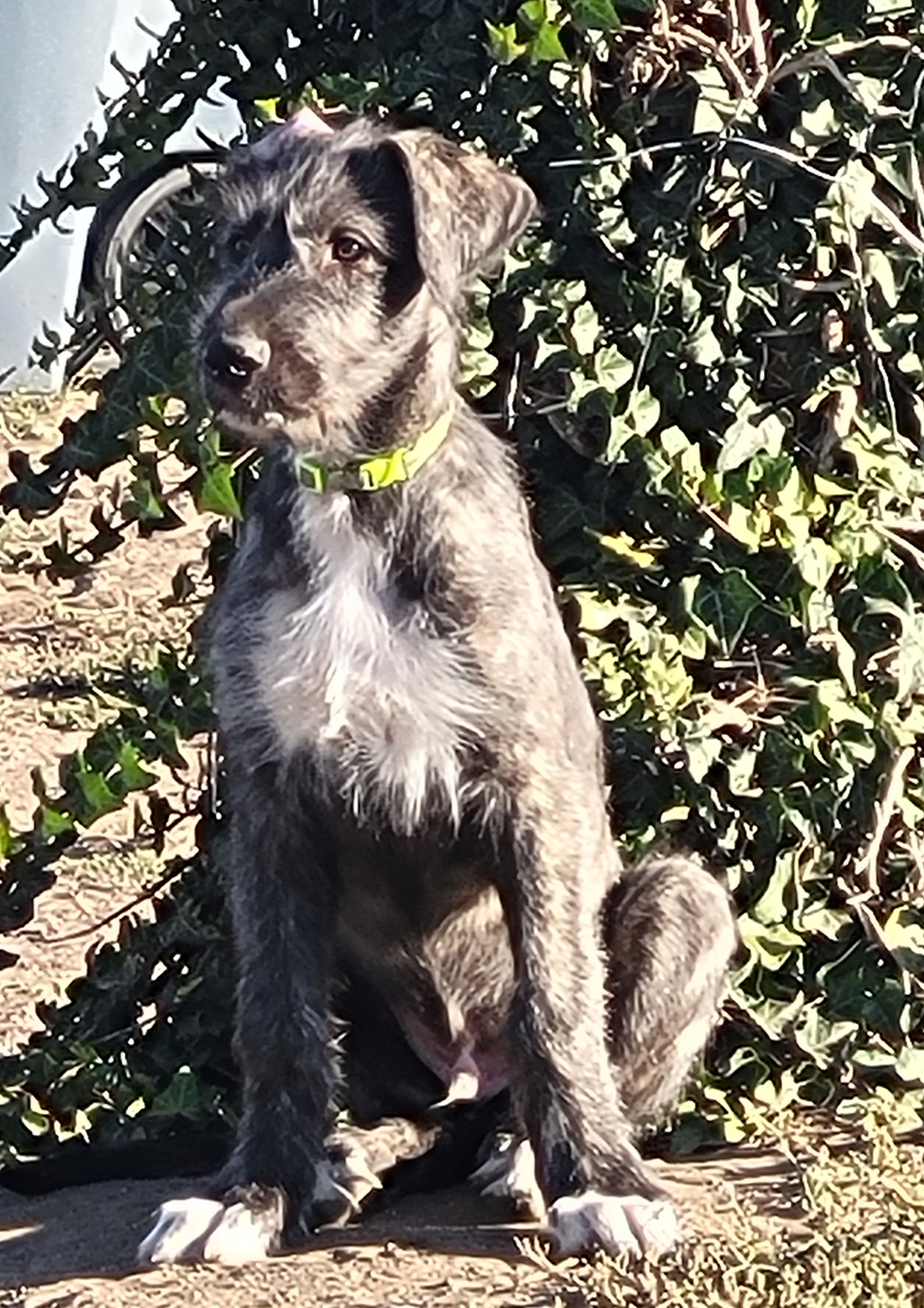 Adein, male Irish Wolfhound puppy with green collar, at Peden's Royal Irish Wolfhounds