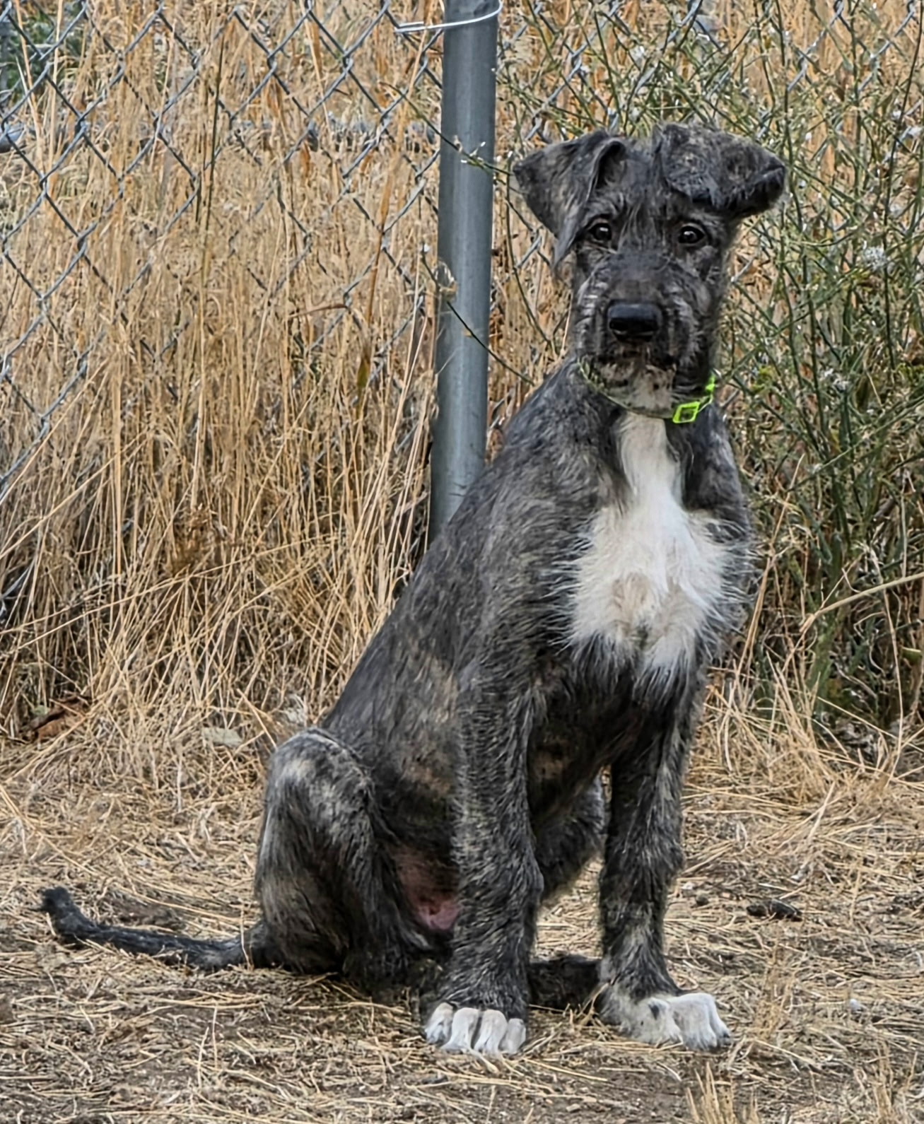 Adein, male Irish Wolfhound puppy with green collar, at Peden's Royal Irish Wolfhounds