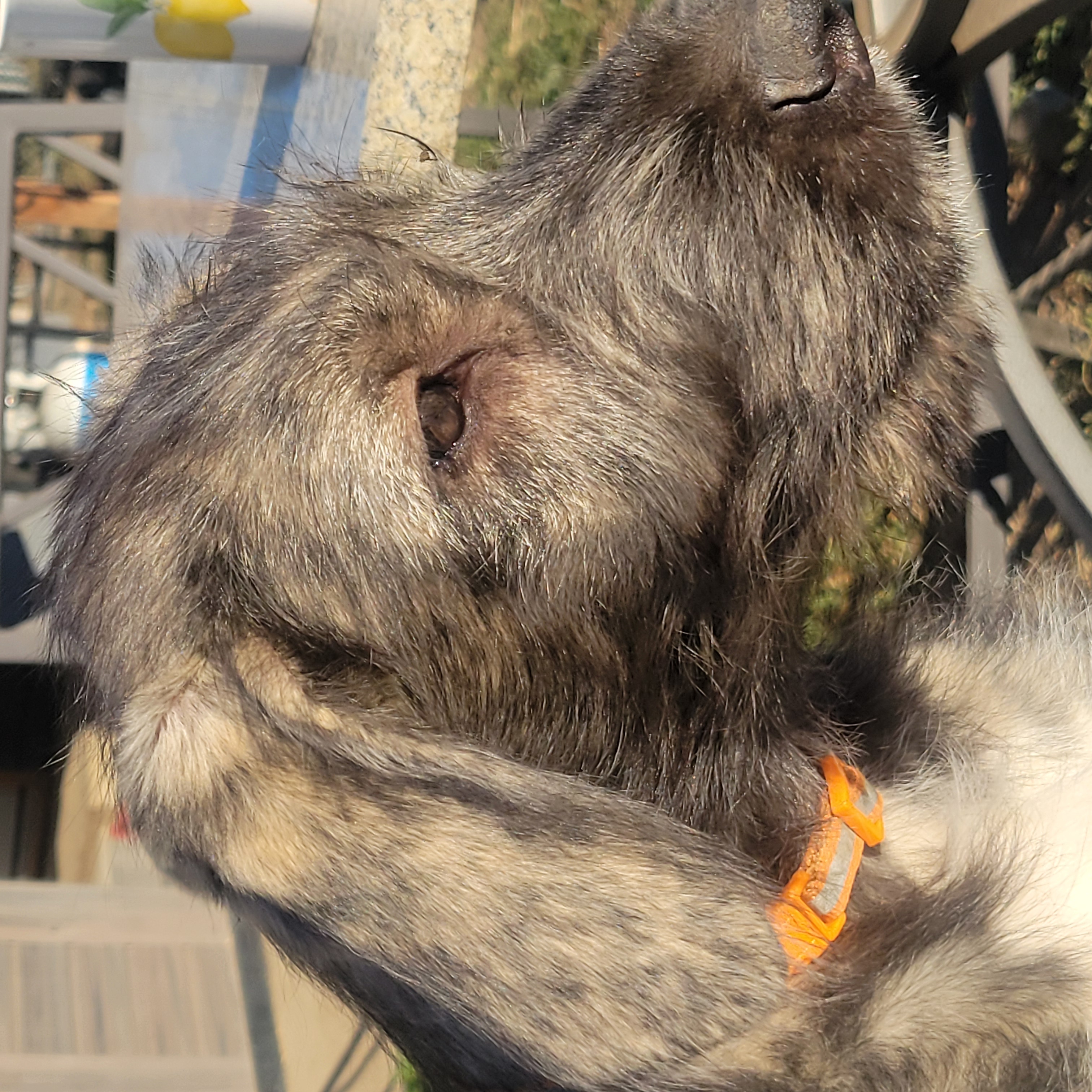 Murloc, male Irish Wolfhound puppy with orange collar, at Peden's Royal Irish Wolfhounds