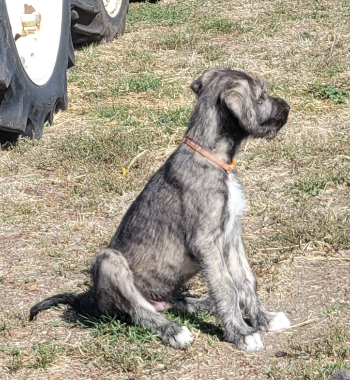 Murloc, male Irish Wolfhound puppy with orange collar, at Peden's Royal Irish Wolfhounds