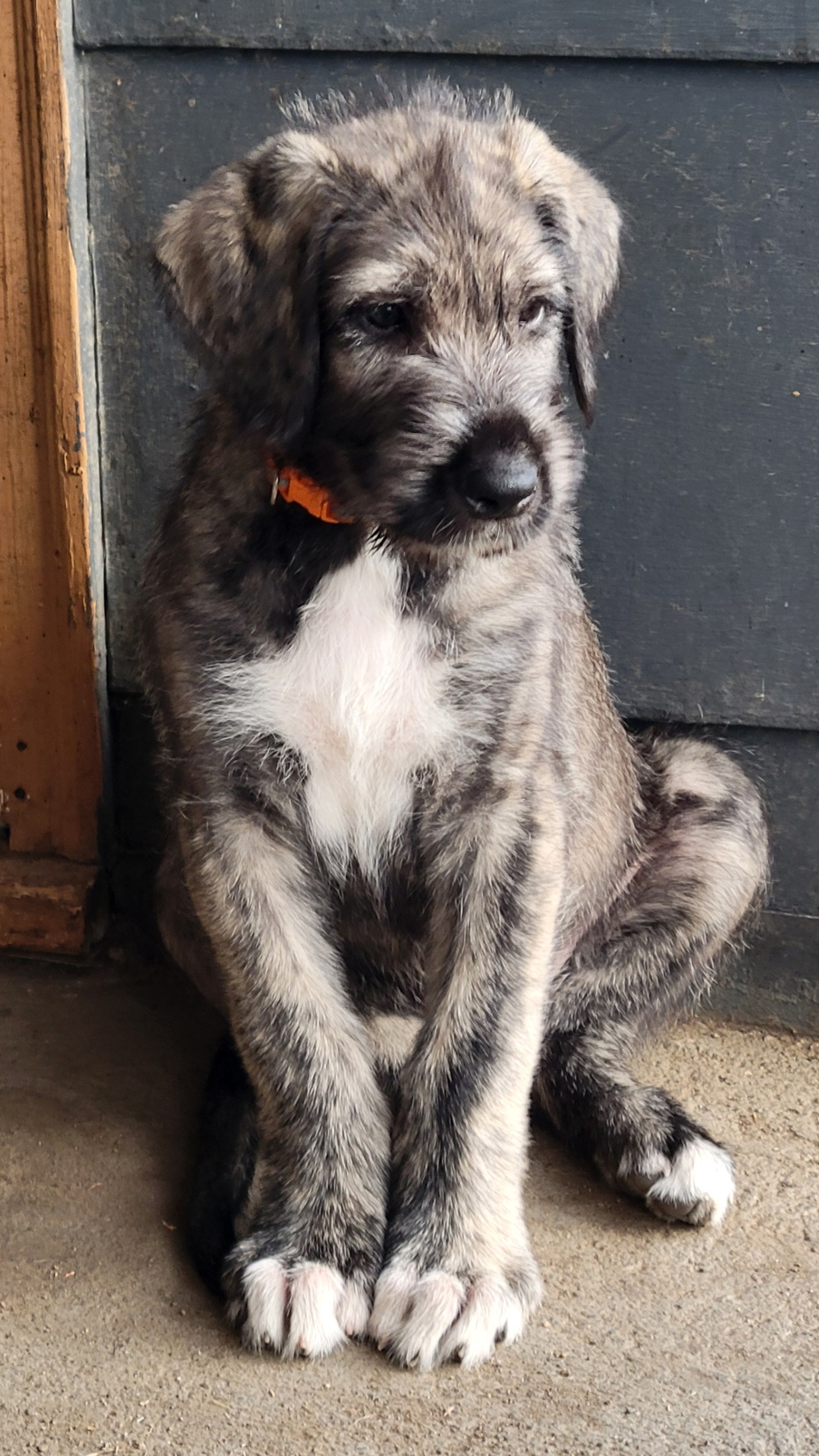 Murloc, male Irish Wolfhound puppy with orange collar, at Peden's Royal Irish Wolfhounds