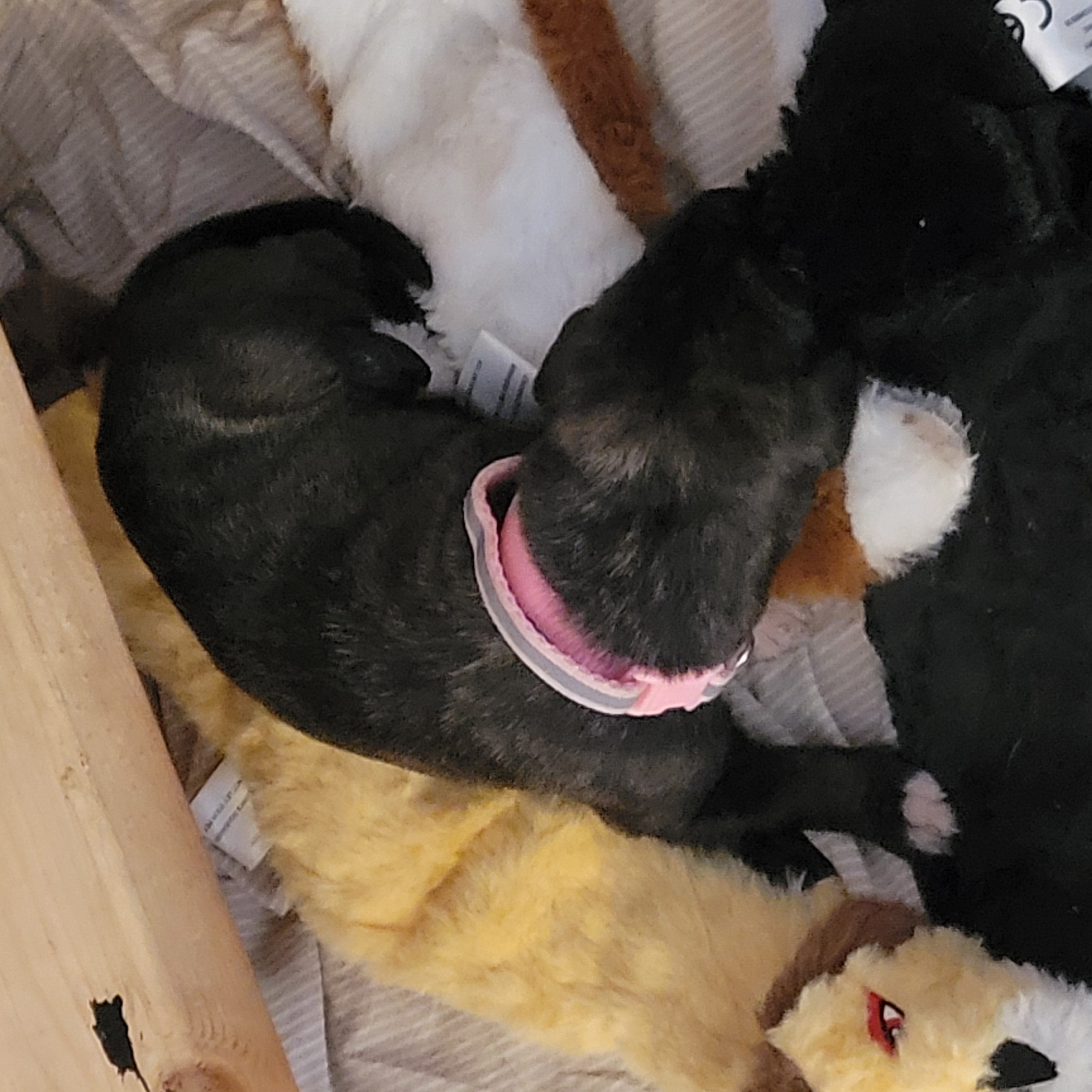 Willow, female Irish Wolfhound puppy with pink collar, at Peden's Royal Irish Wolfhounds