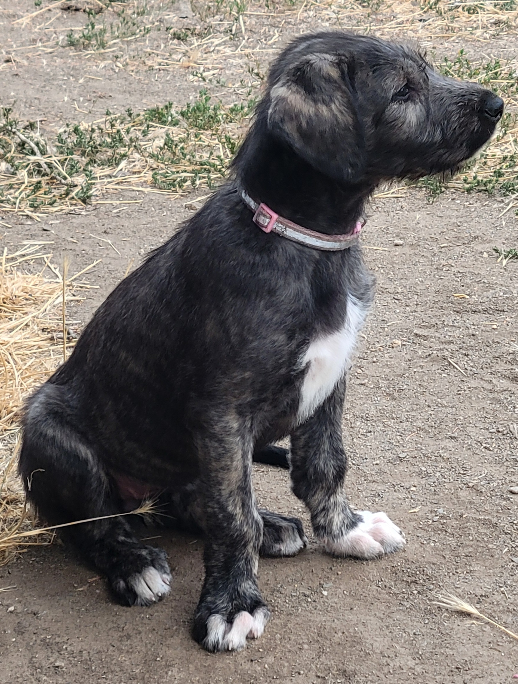 Willow, female Irish Wolfhound puppy with pink collar, at Peden's Royal Irish Wolfhounds