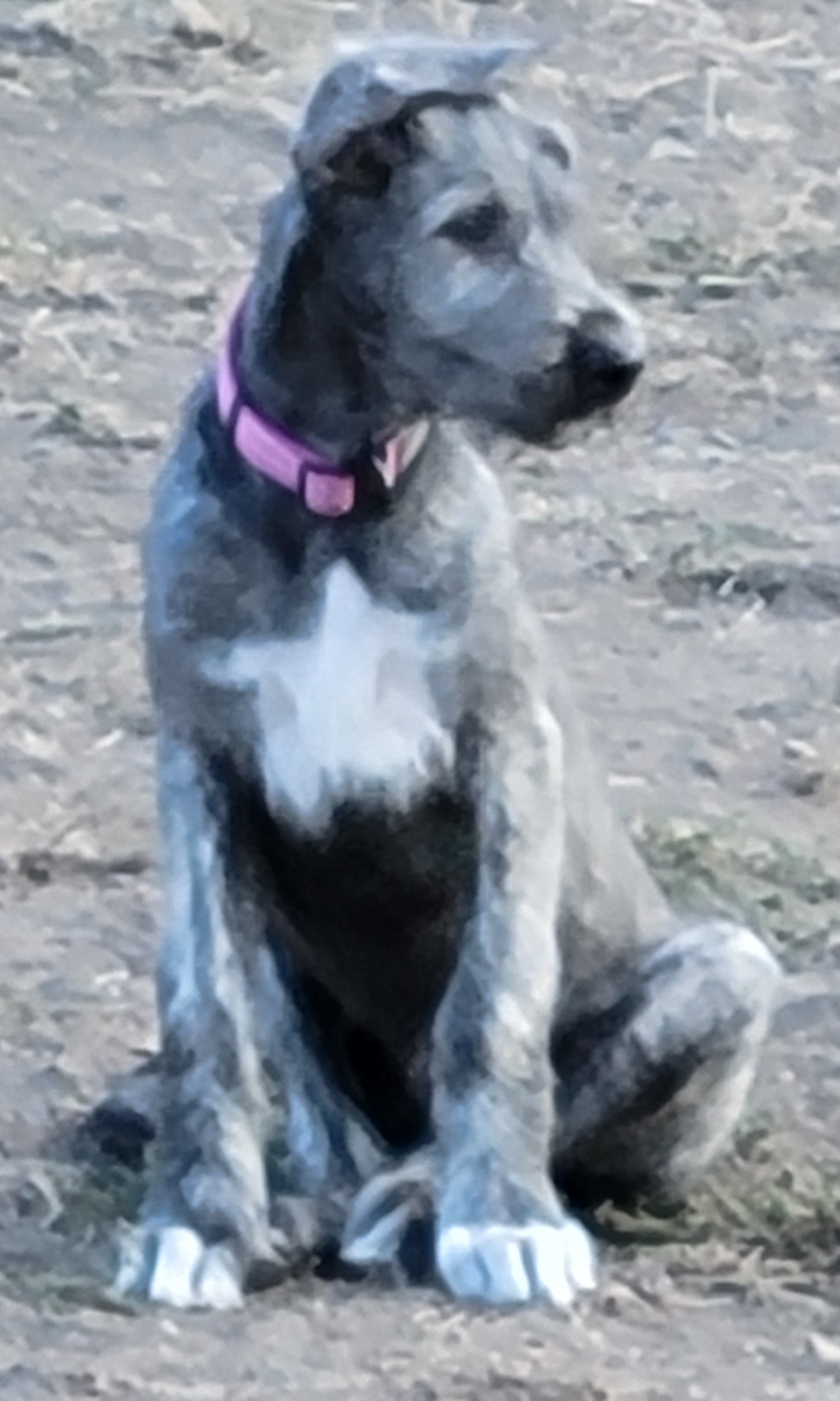 Willow, female Irish Wolfhound puppy with pink collar, at Peden's Royal Irish Wolfhounds