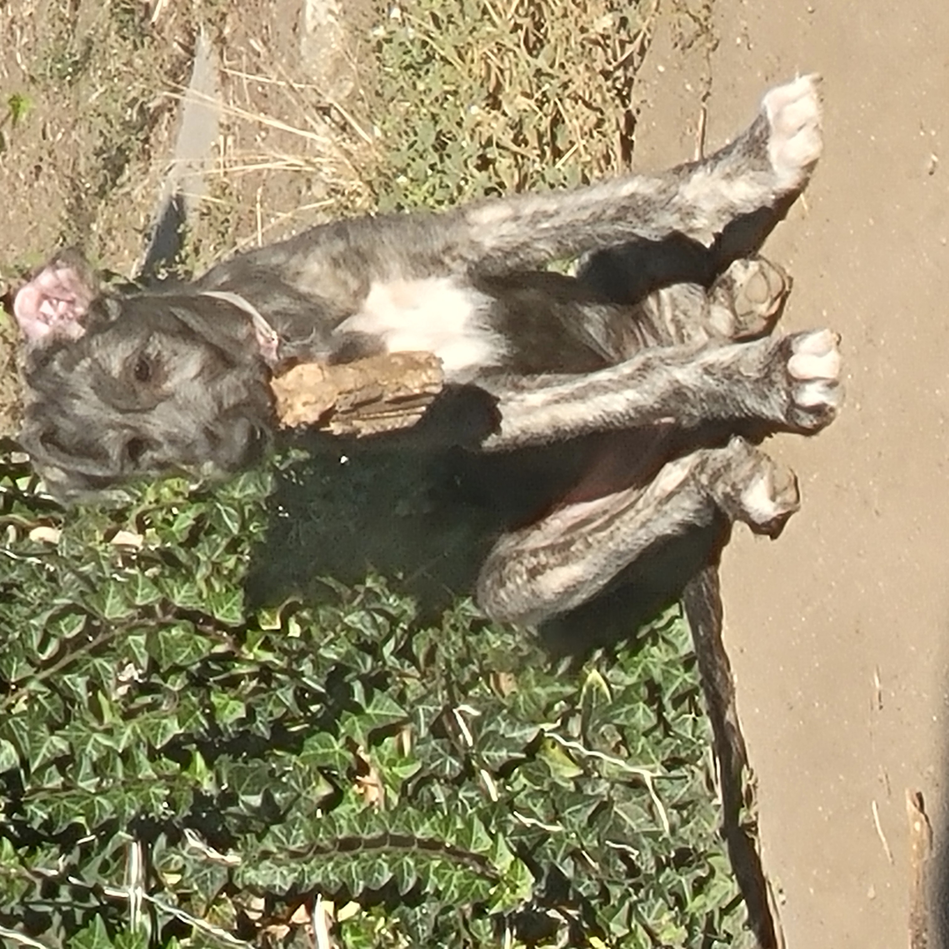 Willow, female Irish Wolfhound puppy with pink collar, at Peden's Royal Irish Wolfhounds